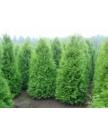 Thuja occidentalis Weimar — компактна конічної форми